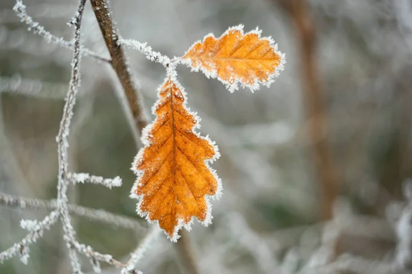 Frosty orange leaf in cold winter morning macro