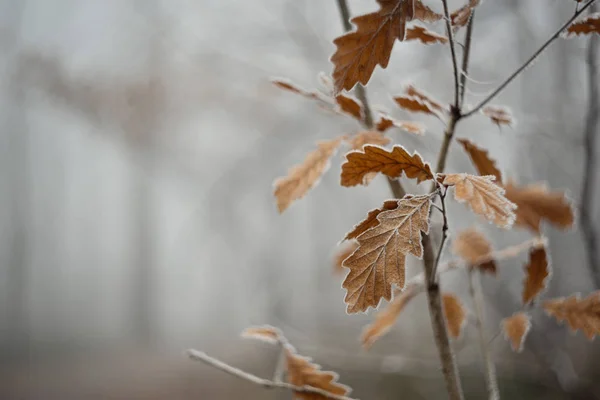 Frosty leaves in cold winter morning close up