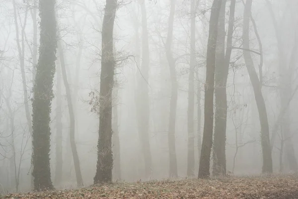 Misty forest in foggy morning moody landscape