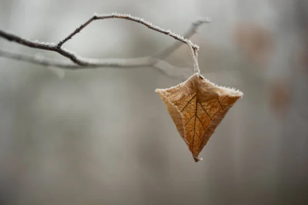 Dry frosty yellow leaf hanging on a branch in winter