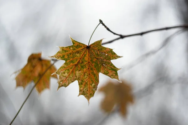 Colorful yellow green maple leaves frosting in winter