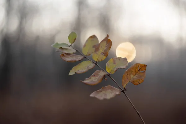 Dry winter foliage in cold morning with the Sun in frame