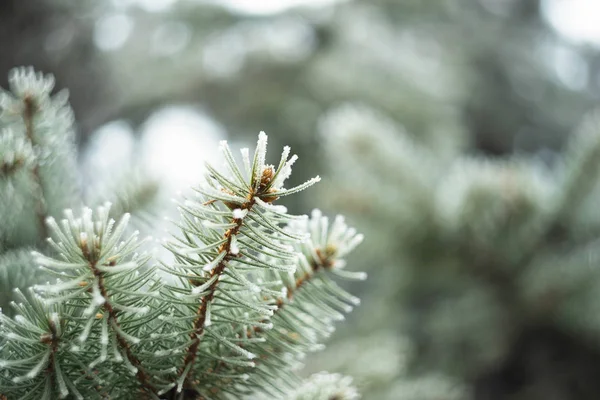 Branches Pin Givré Hiver Gros Plan Avec Fond Mou Bokeh — Photo