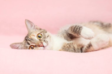 Komik kedi pembe arka plan üzerinde oynama