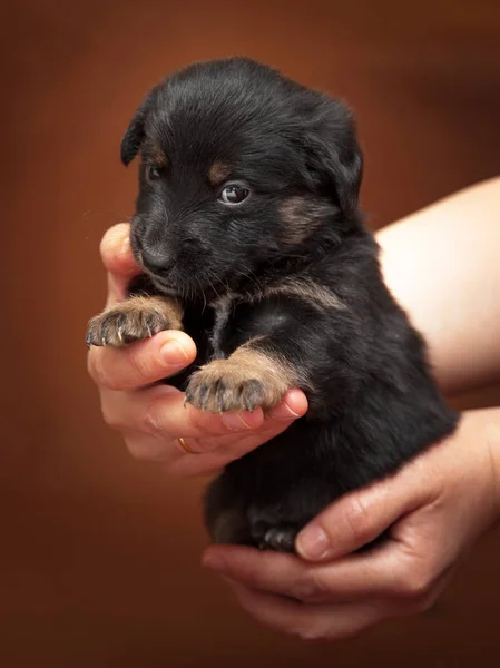 Mãos segurando cachorrinho bonito — Fotografia de Stock