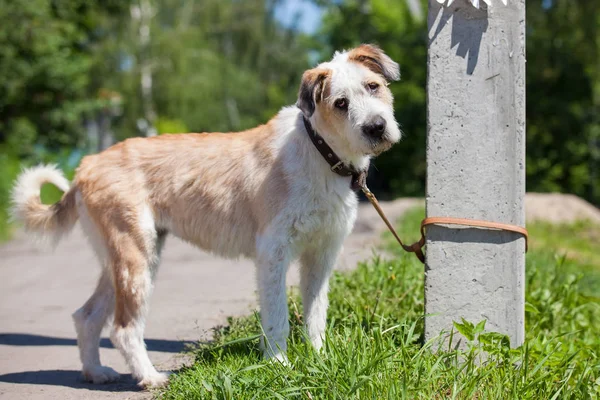 Dog tied to a concrete pillar — Stock Photo, Image