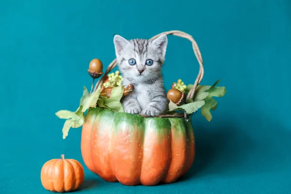 Kleine grijze gestreepte kitten zitten in een pompoen mand — Stockfoto