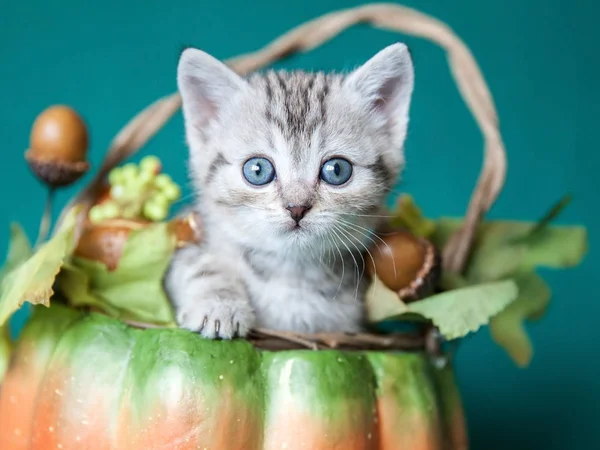 Kleine grijze gestreepte kitten zitten in een pompoen mand — Stockfoto