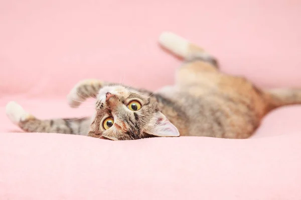 Komik kedi pembe arka plan üzerinde oynama