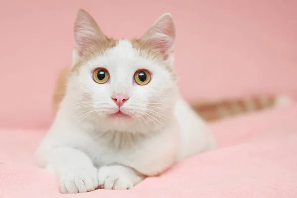 Kočka na růžovém pozadí — Stock fotografie