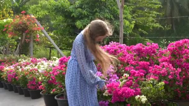 Ragazza in abito blu Scegliere Bougainvillea rosa fiori al di fuori del mercato dei fiori — Video Stock