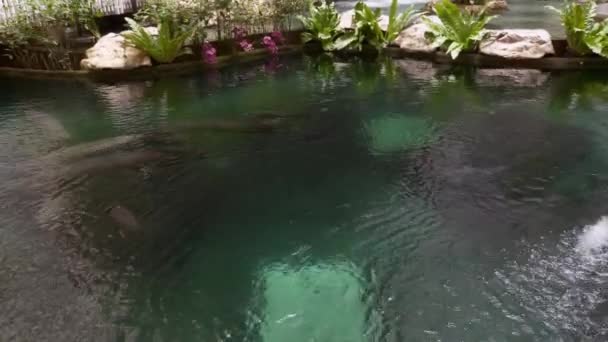 Piscina artificial con peces grandes en el interior del moderno centro comercial — Vídeos de Stock