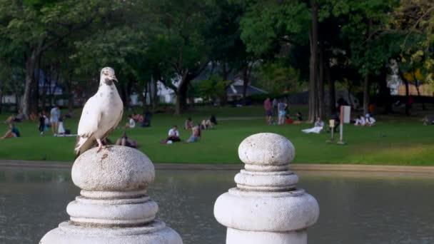 Paloma blanca sentada en el pilar del parque público con lago y gente de fondo — Vídeo de stock