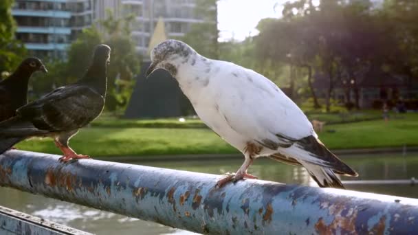 Taubengruppe sitzt auf Säule und fliegt in öffentlichem Park mit See davon — Stockvideo