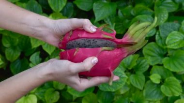 Kadın Elleri Parlak Yeşil Arkaplanda Tropik Organik Ejderha Meyvesini Açar