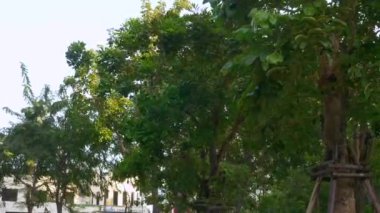 Windy Day in the City - the Crowns of Trees Sway in Wind