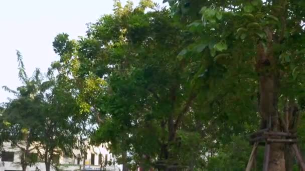 Journée venteuse dans la ville - les couronnes des arbres se balancent dans le vent 