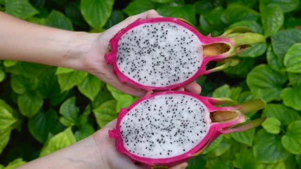 Τα χέρια των γυναικών κρατούν τα τροπικά βιολογικά φρούτα του δράκου σε φωτεινό πράσινο φόντο — Αρχείο Βίντεο