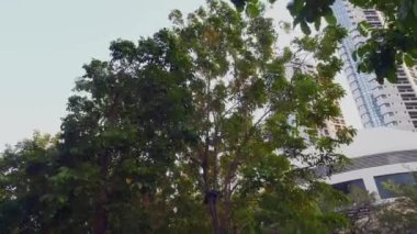 Ağaçların taç ve yeşil yapraklar Şehirde Rüzgarda Eğilme
