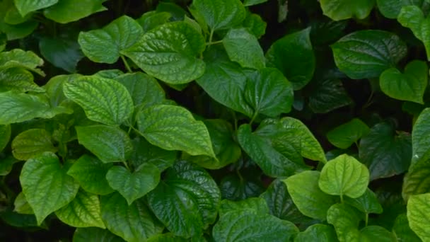 Paradise Rainforest with Juicy Leaves Background, Top View — Stock Video