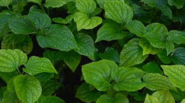 Yağmur Ormanları Soyut Yeşil Yapraklar Doğadaki Ormanda Dokular