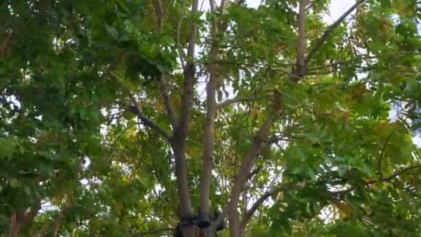 Coronas de árboles con follaje verde doblan en el viento en la ciudad — Vídeos de Stock