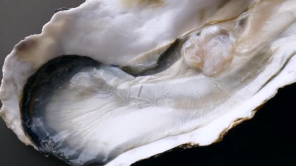 Gros plan de la grosse huître demi-coquille ouverte fraîche sur fond noir — Video