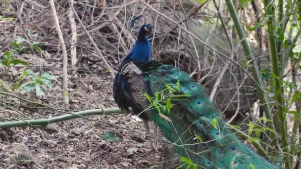 Blå Påfågel vandrar och skakar sin långa svans — Stockvideo