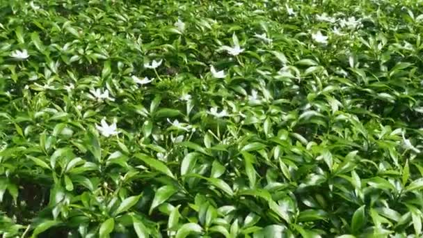Lindas fileiras de arbustos de jardim. Folhas verdes com flores brancas no dia ensolarado — Vídeo de Stock