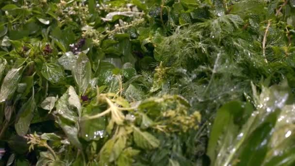 Sortimento de verdes frescos nas prateleiras do supermercado. Bunches Salsa, hortelã, Dill — Vídeo de Stock