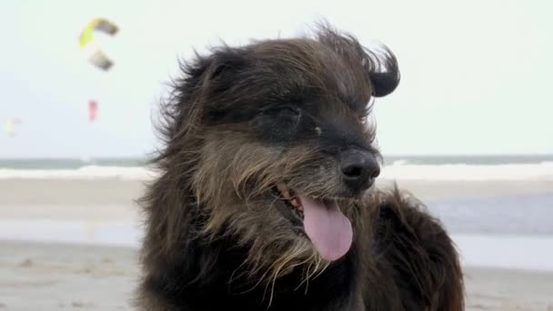 Dakloos pluizig bastaard hond liggen en rusten op het strand met open mond — Stockvideo