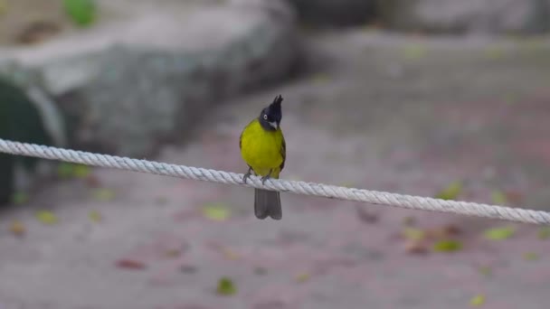 Schwarzhaubenpycnonotus Flaviventris auf dem Seil im Park in Thailand — Stockvideo