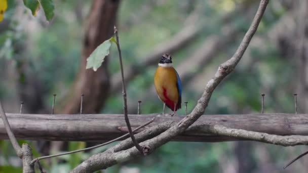 Burung Pitta Kecil Bersayap Biru Duduk di Kayu dan Melihat Kamera — Stok Video