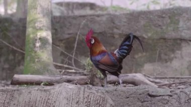 Horoz, Ağacın yanındaki duvarın yıkıntılarında duruyor.