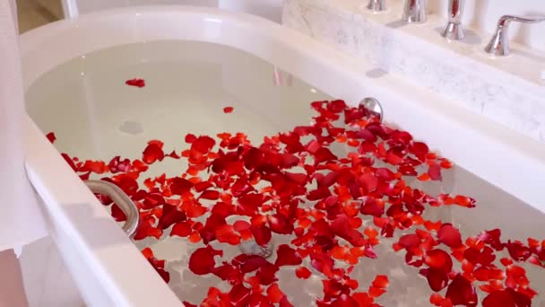 女子手准备家庭浴池，花瓣滴红玫瑰花瓣浇水 — 图库视频影像