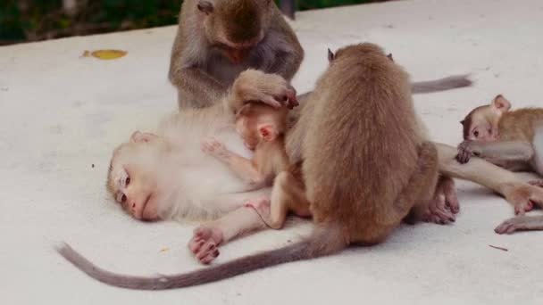 Family of Monkeys Searching for Tick at Mommy Monkey — Stock Video