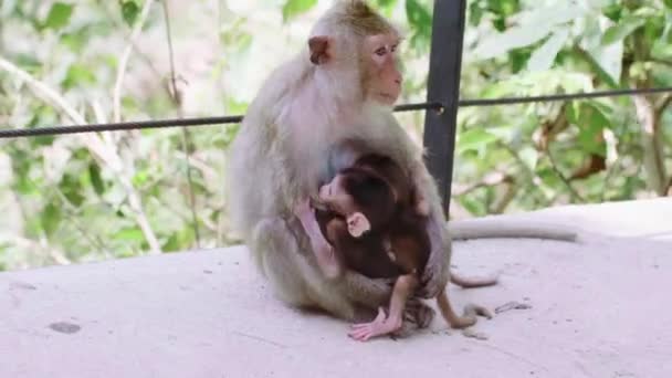 Mãe macaco amamentar dois filhotes pequenos senta-se em um caminho na floresta tropical — Vídeo de Stock