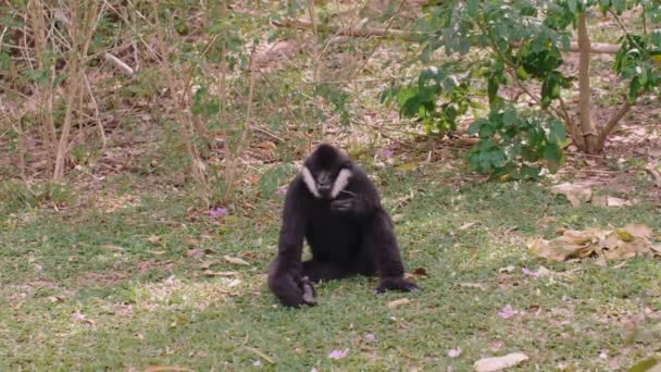 Gibbon de mejillas blancas o Gibbon de mejillas blancas del norte se sientan pensativamente — Vídeos de Stock
