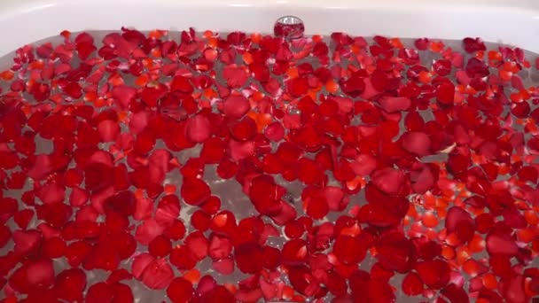 Detailní záběr luxusní vany se spoustou okvětních lístků růží. Rotace. Koncept domácích lázní — Stock video