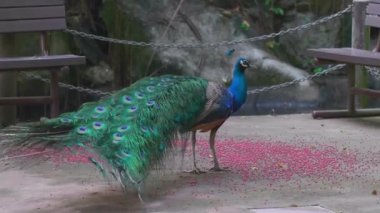 Büyük kuyruklu güzel erkek tavus kuşu yere dağılmış şekilde yürüyor ve yemek yiyor.