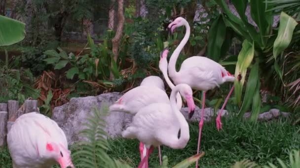 Groupe de Flamants roses dans le zoo regardant la caméra, de nombreux beaux flamants roses oiseaux 