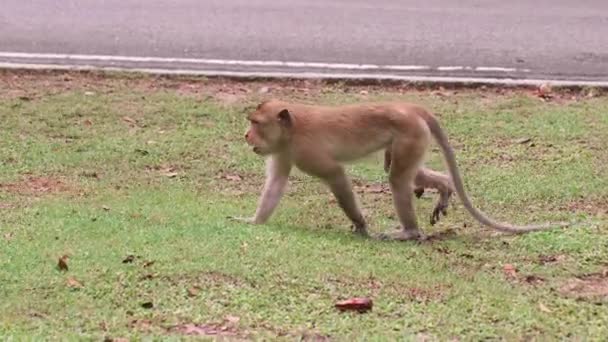 Adulte singe sauvage mâche sur l'herbe verte pas dans le zoo, près de la route d'asphalte moderne — Video