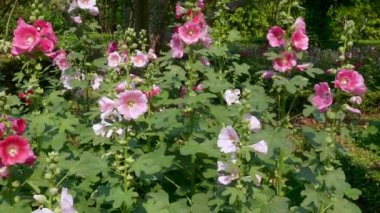 Güzel Pembe Çiçekleri ve Arkaplanda Sıradışı Pamuk Ağacı olan Kamu Parkı