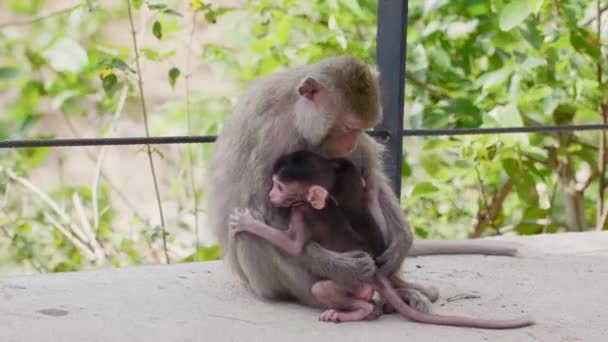 Moeder aap met twee kleine welpen zit op een voetpad in het regenwoud — Stockvideo