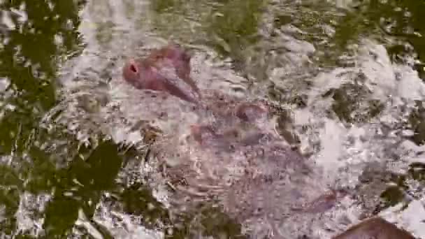 Ippopotamo che va sott'acqua in piscina nello zoo — Video Stock