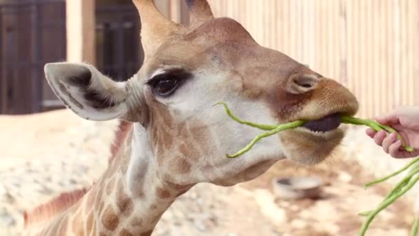 Primer plano de linda jirafa come verduras de manos humanas — Vídeo de stock