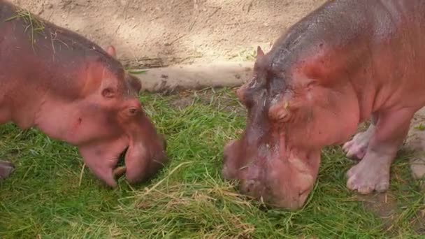 Close-up van nijlpaarden Feeding in Zoo, Pink Hippos Eating Fresh Green Grass — Stockvideo