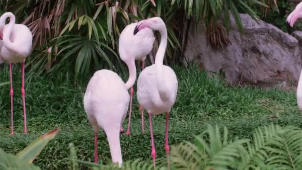 Pinkfarbene Flamingos unter den grünen Sträuchern in der Zoovoliere beim Federn putzen — Stockvideo