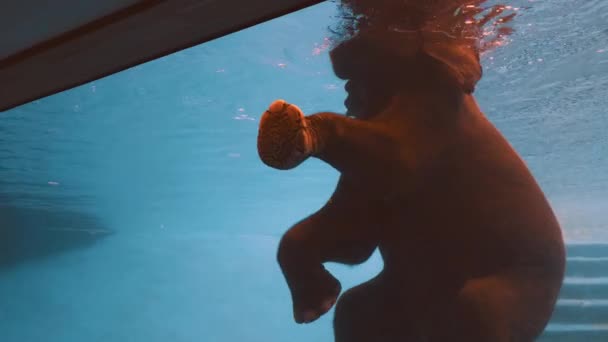 Αφρικανική Elephant Κολύμβηση στην πισίνα, δίνοντας κόλλα πέντε σε ζωολογικό κήπο κορίτσι επισκεπτών — Αρχείο Βίντεο