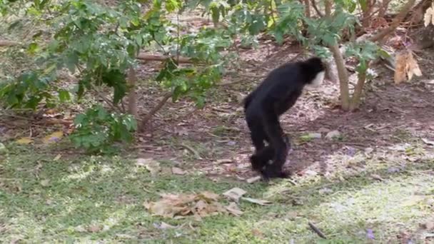 緑の草の上の人間のように2本の足で歩く黒猿のスローモーション — ストック動画